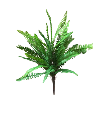 19" Boston Fern