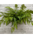 22" Fresh Touch Lacy Tree Fern Bush