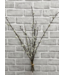 21.5" Pussy Willow Bundle