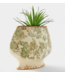 Stoneware Botanical Planter- Large