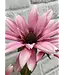 32.5 Black Eye Susan Stem
