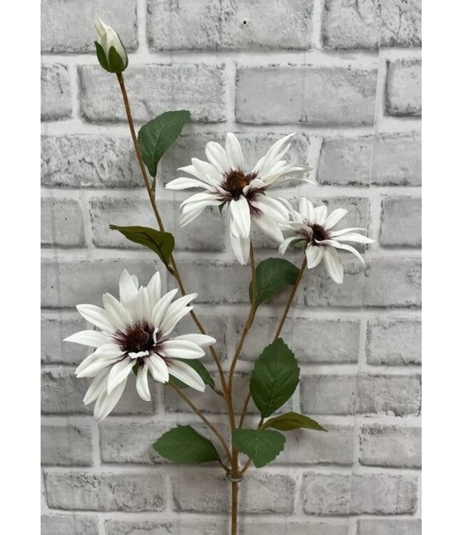 32.5 Black Eye Susan Stem