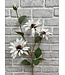 32.5 Black Eye Susan Stem