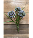 11" Allium Grass Bundle