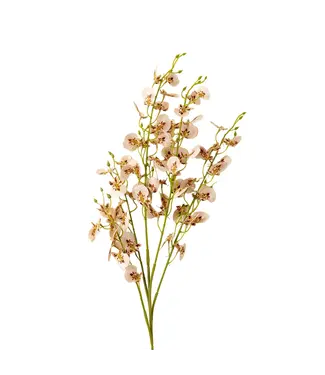 Indaba Wild Orchid Spray