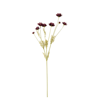 Indaba Calliopsis Spray