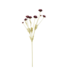 Indaba Calliopsis Spray
