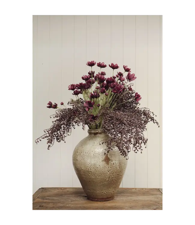 Indaba Calliopsis Spray
