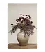 Indaba Calliopsis Spray