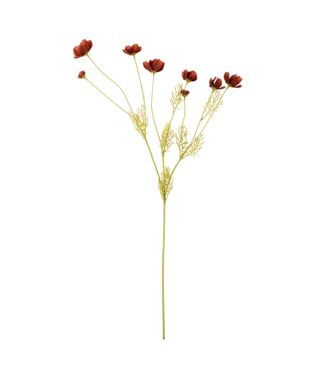 Indaba Calliopsis Spray