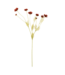 Indaba Calliopsis Spray