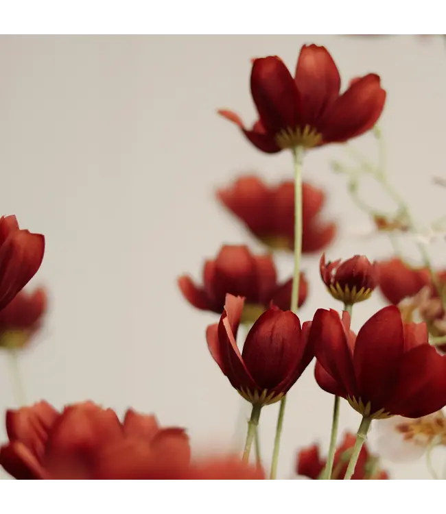 Indaba Calliopsis Spray
