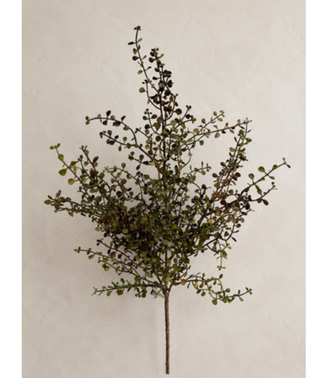 20" Burgundy Green Baby Tears Bush