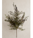 20" Burgundy Green Baby Tears Bush