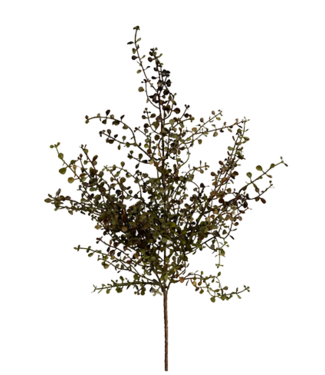 20" Burgundy Green Baby Tears Bush