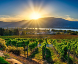 Our Favourite Spots in Sicamous & Osoyoos
