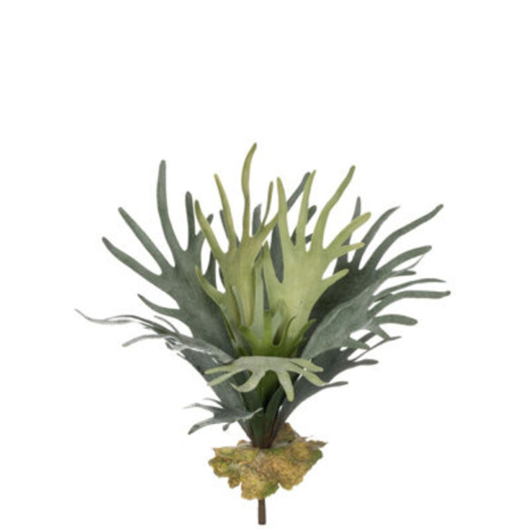 Staghorn Fern Arrangement