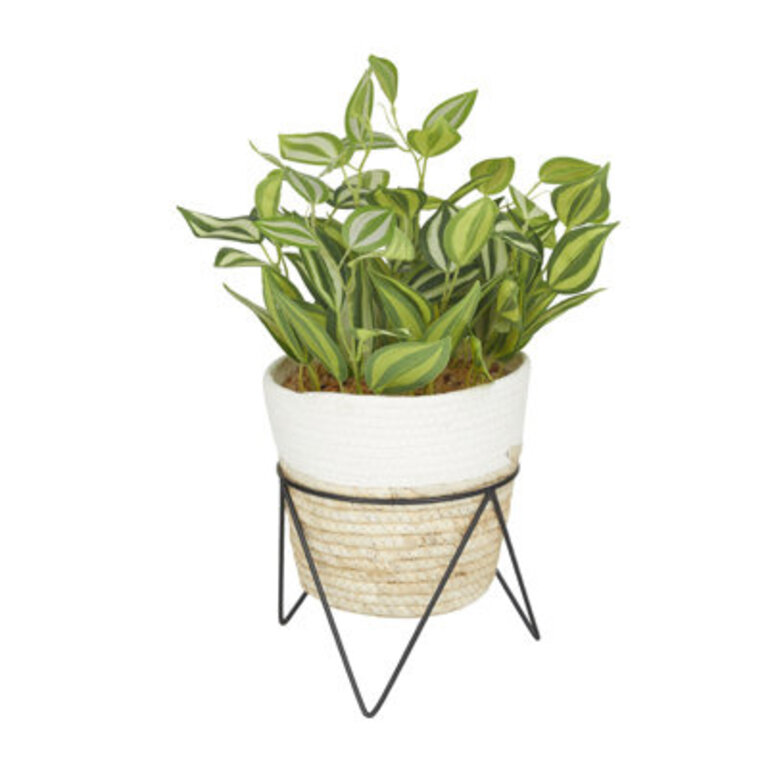 16.40'' Faux Sanchezia Plant in Pot