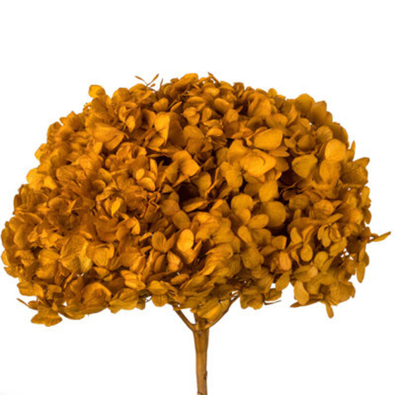 Natural Botanicals 15" Hydrangea with Multiple Branch Segments, Preserved