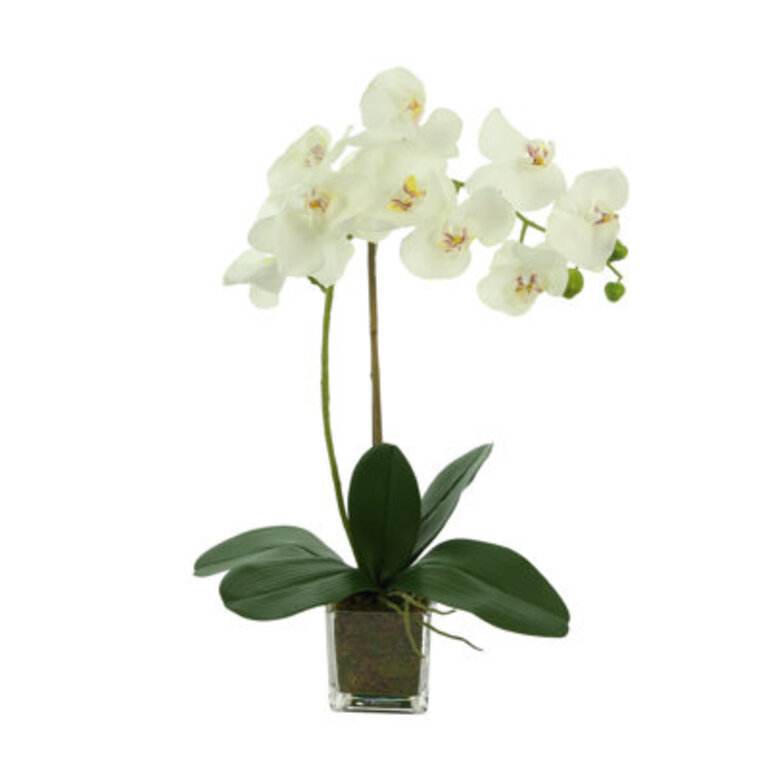 Orchid Arrangement in Square Glass Vase
