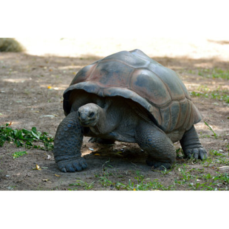 " Giant Tortoise "
