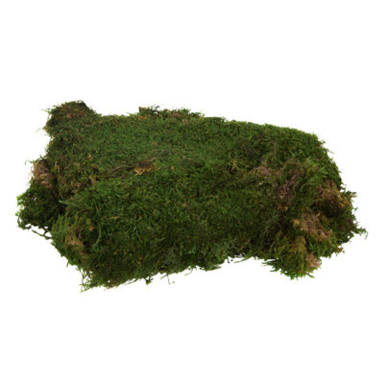 Bag of Green Sheet Moss, Preserved