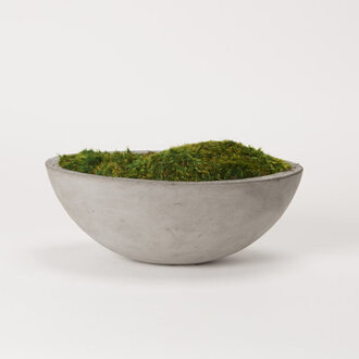 6 Preserved Moss Plant in Planter