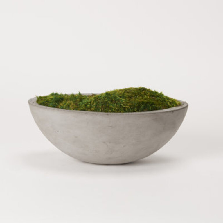 6 Preserved Moss Plant in Planter