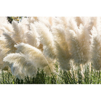 White Pampas Grass