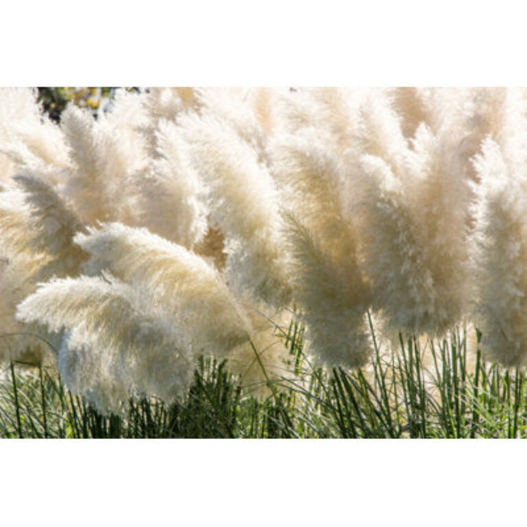 White Pampas Grass