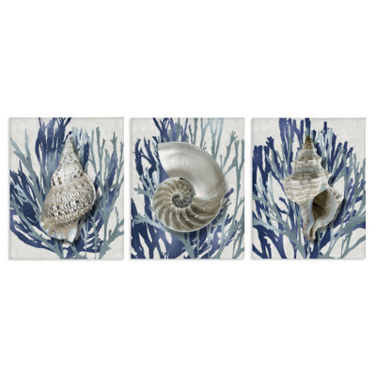 Trio of Shells  Coral 3 Piece Canvas Set by Caroline Kelly