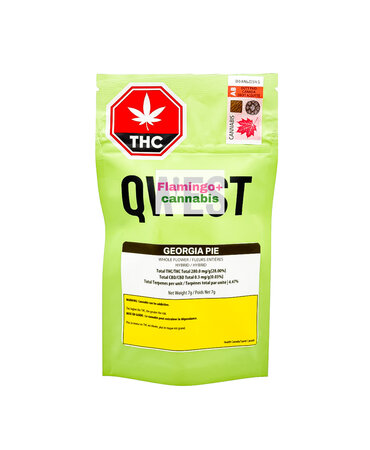 Qwest Qwest Georgia Pie Hybrid Flower 7G