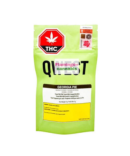 Qwest Georgia Pie Hybrid Flower 7G