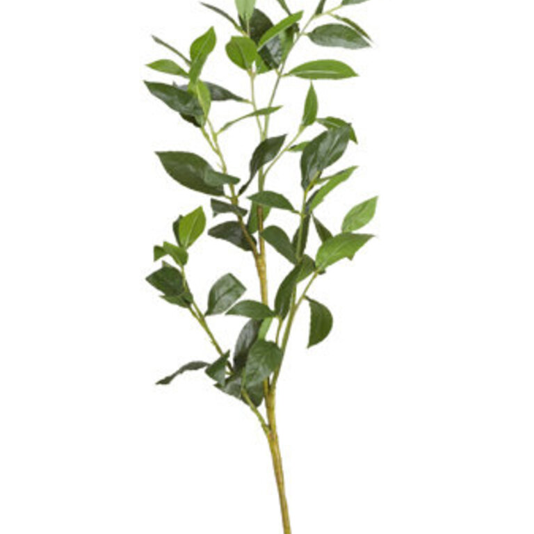 Bay Leaf Arrangement