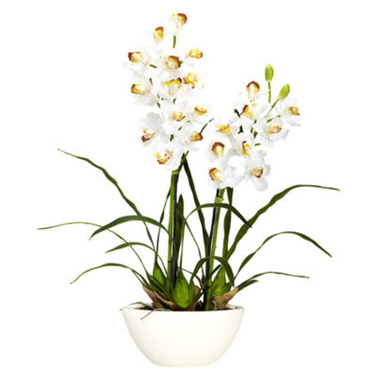 Orchid Arrangement in Vase