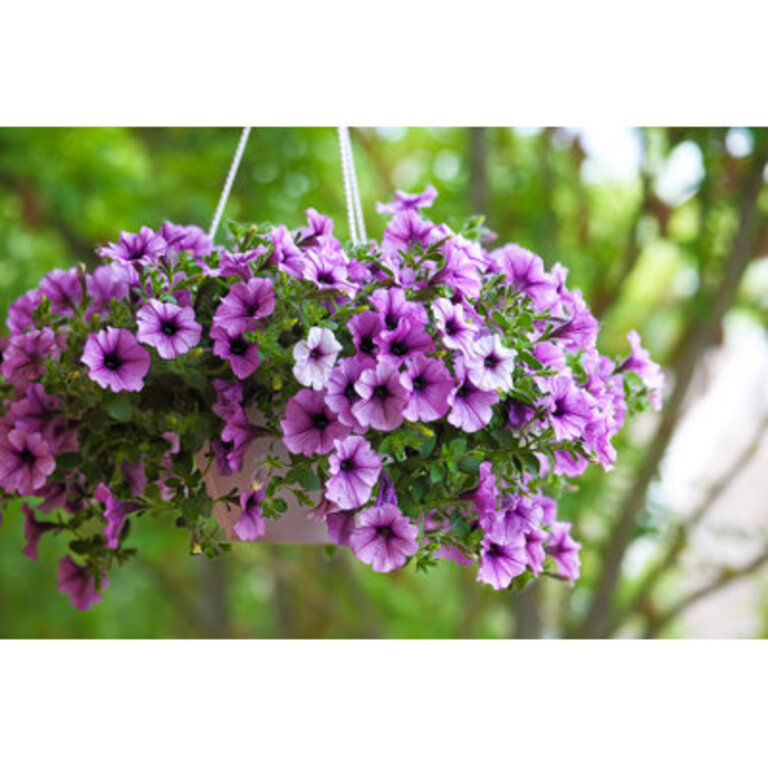 " Purple Petunia Flowers In The Garden " by Pilat666