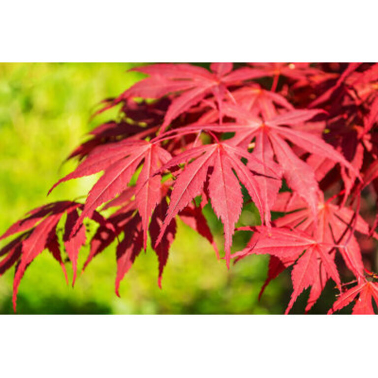 " Japanese Maple - Acer Japonicum " by Veni Vidi...Shoot