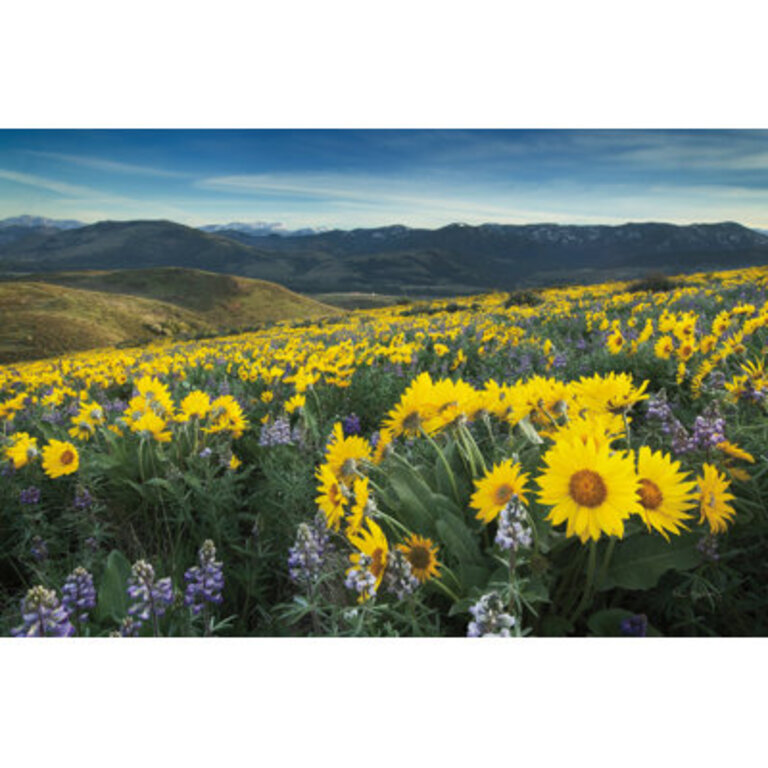 " Methow Valley Wildflowers IV " by Alan Majchrowicz
