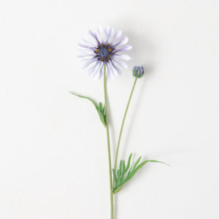 Daisy Bloom Arrangement