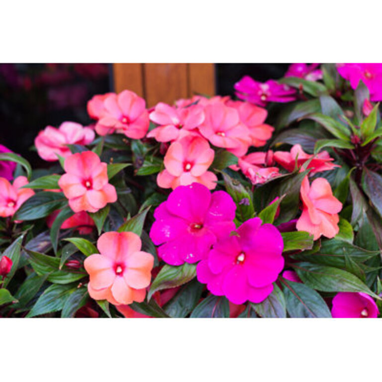 Bright Pink Impatiens Hawkeri The New Guinea Impatiens In Bloom  by Jeanne Emmel