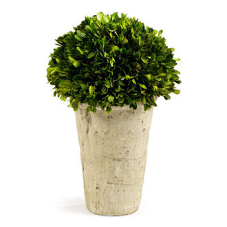 1225 Boxwood Topiary in Ceramic Planter