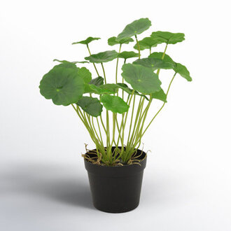 Faux Hydrocotyle w Pot