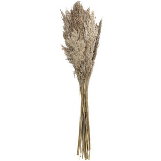Pampas Grass Arrangement