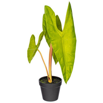 Primrue 20 x 9 Artificial Alocasia Aequiloba Potted Plant