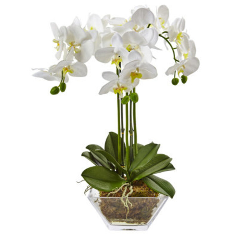 Triple Phalaenopsis Orchid Floral Arrangement in Vase