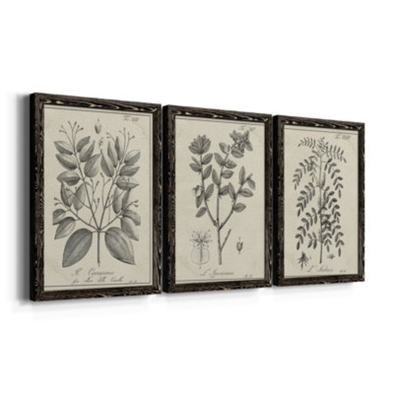 Antique Black and White Botanical VII - 3 Piece Picture Frame Drawing Print Set on Canvas