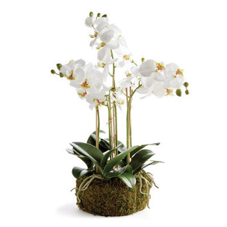 Orchid Arrangement