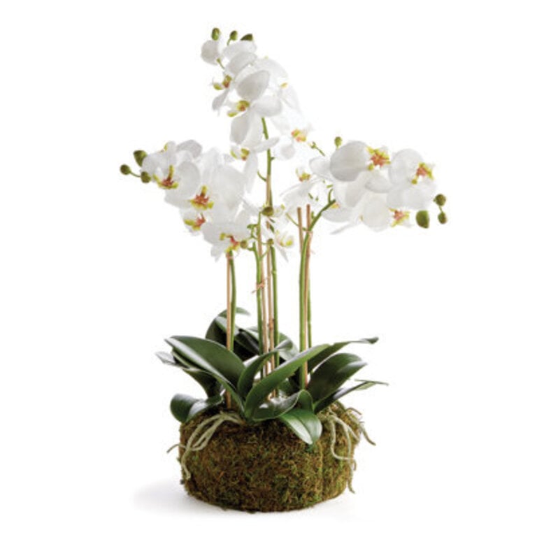 Orchid Arrangement
