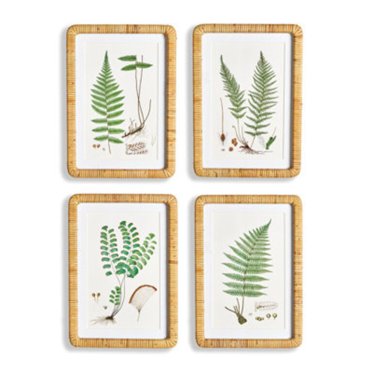 Eifa Forest Fern Rattan-Wrapped Prints Set of 4