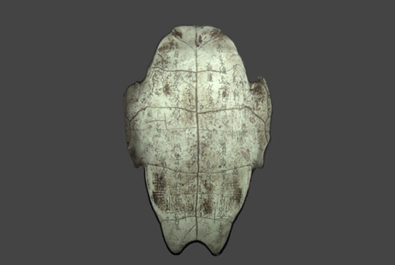 View inside 3DeVOK Studio of a the top of an animal skull with texture applied